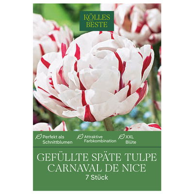 Gefüllte späte Tulpen Carnaval de Nice weiß/rot, 7 Blumenzwiebeln