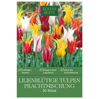 Lilienblütige Tulpen Prachtmischung, 20 Blumenzwiebeln