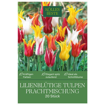 Lilienblütige Tulpen Prachtmischung, 20 Blumenzwiebeln