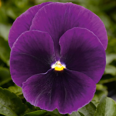 Stiefmütterchen 'Trio' lila-gelb-zweifarbig, Topf-Ø 13 cm, 6 Pflanzen Stiefmütterchen 'Trio' lila-gelb-zweifarbig, Topf-Ø 13 cm, 6 Pflanzen