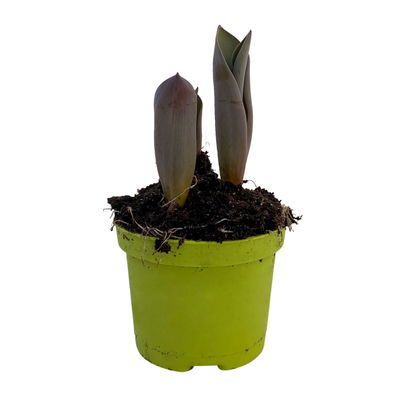 Tulpe rot, vorgetrieben, Topf-Ø 10 cm , 6 Pflanzen