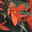 Begonie 'SUMMERWINGS™ Tagerine' orange, Topf-Ø 13 cm, 6er-Set Begonie 'SUMMERWINGS™ Tagerine' orange, Topf-Ø 13 cm, 6er-Set