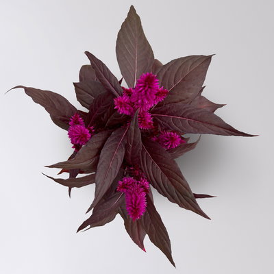 Celosia 'Mystic Shades', pink, Topf-Ø 12 cm, 3 Pflanzen