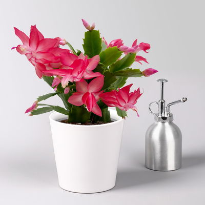 Weihnachtskaktus, rosa, mit Übertopf Dallas weiß, Topf-Ø 12 cm, 2 Pflanzen