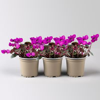 Frühlings-Alpenveilchen, lila, Topf-Ø 11 cm, 3 Pflanzen