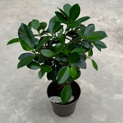 Chinesische Feige 'Maya' in Keramiktopf anthrazit, Topf-Ø 12 cm, Höhe ca. 40 cm