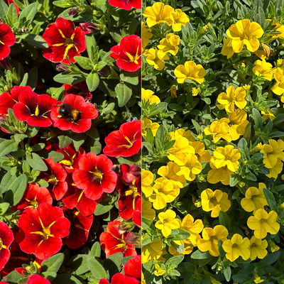 Zauberglöckchen 'Duo', rot & gelb, Topf-Ø 14 cm, 4 Pflanzen