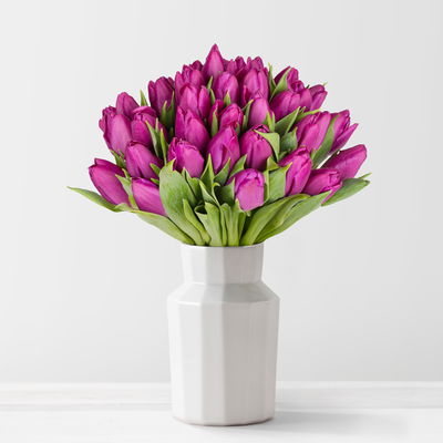 30 lila Tulpen 30 lila Tulpen