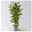 Duftender Drachenbaum 'Hawaiian Sunshine', Topf-Ø 27 cm, H: ca. 100 cm