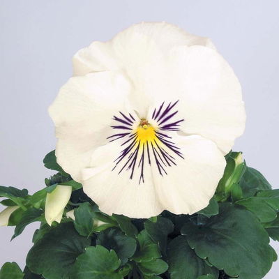 Stiefmütterchen Cats®, Farben zufällig, Topf-Ø 13 cm, 6 Pflanzen Stiefmütterchen Cats®, Farben zufällig, Topf-Ø 13 cm, 6 Pflanzen