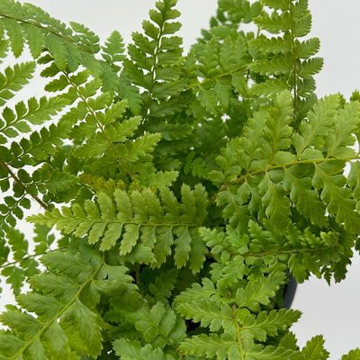 Freilandfarne Mix, Sorte zufällig, Topf-Ø 12 cm, 6er-Set Freilandfarne Mix, Sorte zufällig, Topf-Ø 12 cm, 6er-Set