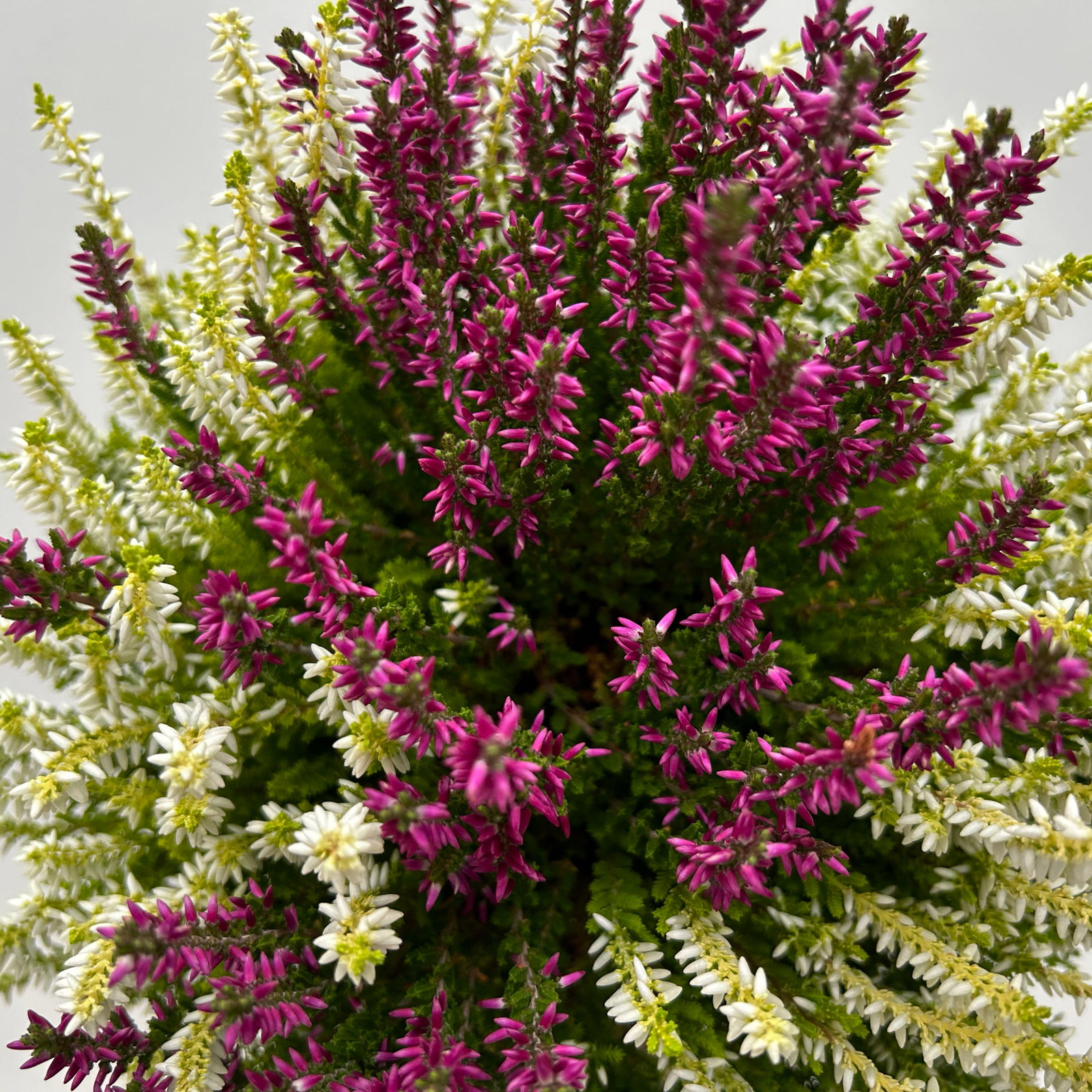 Calluna 'Colour Crown', zweifarbig, Topf-Ø 13 cm, 3 Pflanzen Calluna 'Colour Crown', zweifarbig, Topf-Ø 13 cm, 3 Pflanzen