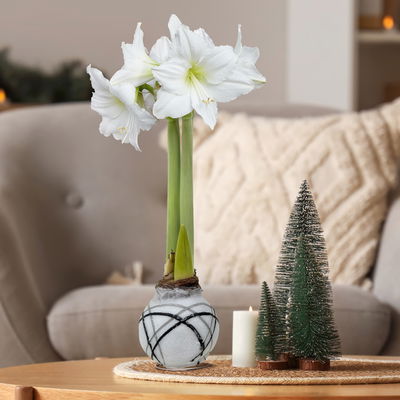 Amaryllis in Wachs, Dekor 'Supreme', Farbe zufällig, Blüte weiß, 2 Pflanzen