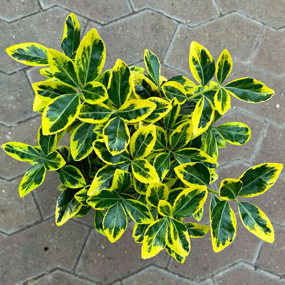 Japanischer Spindelstrauch, Euonymus japonicus 'Marieke',  Topf-Ø 17 cm, 2er-Set Japanischer Spindelstrauch, Euonymus japonicus 'Marieke',  Topf-Ø 17 cm, 2er-Set