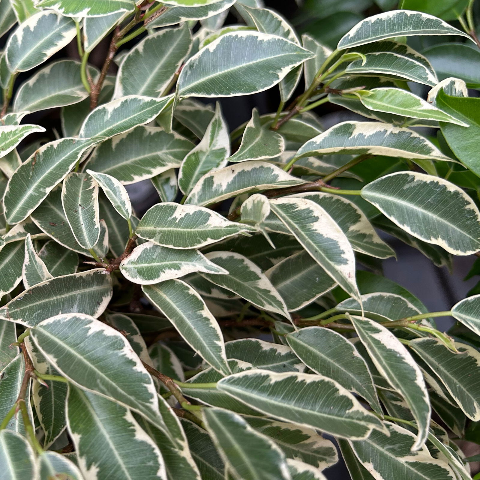 Ficus Flechtstamm Mix 'Kumani' & 'Maya' , Topf-Ø 12 cm, Höhe ca. 40 cm, 2 Stück