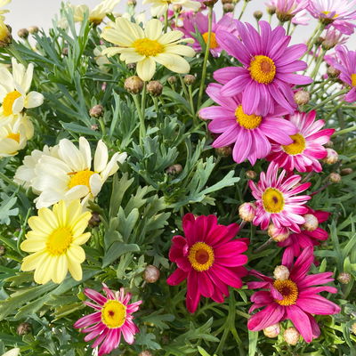 Margerite 'Trio', rosa-gelb-rot, Topf-Ø 19 cm, 2 Pflanzen Margerite 'Trio', rosa-gelb-rot, Topf-Ø 19 cm, 2 Pflanzen