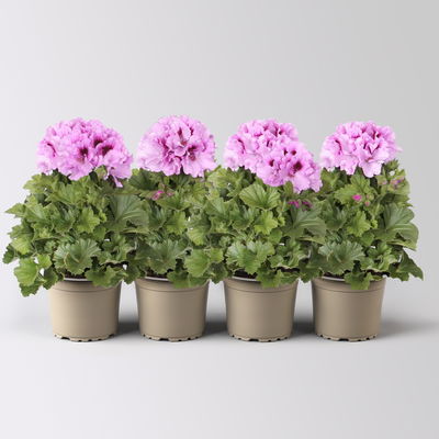 Edelgeranie Bella Donna® 'Don Sergio®',, flieder, Topf-Ø 12 cm, 4 Pflanzen Edelgeranie Bella Donna® 'Don Sergio®',, flieder, Topf-Ø 12 cm, 4 Pflanzen