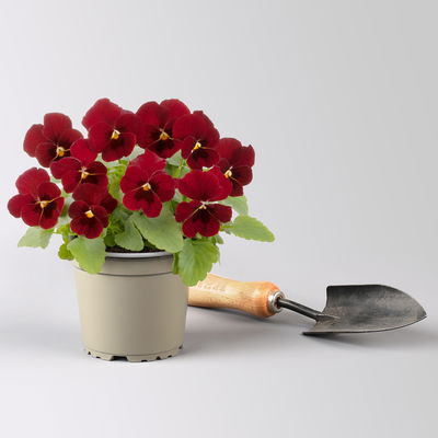 Grabbepflanzung Frühling bunt, 12 Pflanzen Grabbepflanzung Frühling bunt, 12 Pflanzen