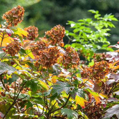 Eichblatt-Hortensie 'Ruby Slippers'®, weiß, 3er-Set, Höhe 40-60 cm, Topf 5 Liter Eichblatt-Hortensie 'Ruby Slippers'®, weiß, 3er-Set, Höhe 40-60 cm, Topf 5 Liter