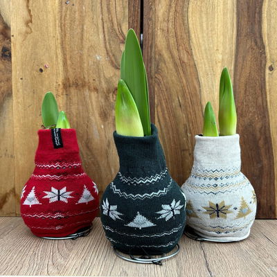 Amaryllis in Wachs, Dekor 'Pullover Nordic', Farbe zufällig, Blüte rot