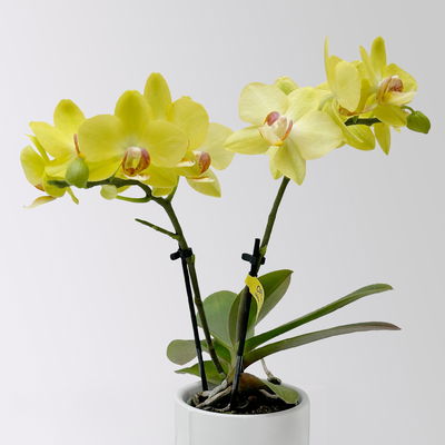 Mini-Phalaenopsis mit Keramiktopf, gelb, Topf-Ø 7 cm, 2 Pflanzen Mini-Phalaenopsis mit Keramiktopf, gelb, Topf-Ø 7 cm, 2 Pflanzen