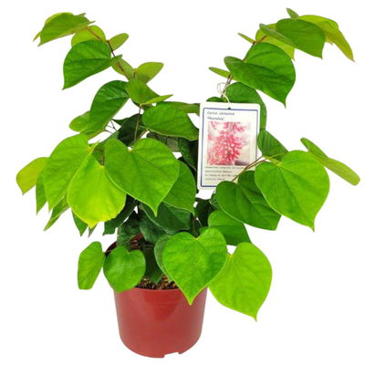 Chinesischer Judasbaum 'Avondale', 2er-Set, Höhe 40-60 cm, Topf 5 Liter Chinesischer Judasbaum 'Avondale', 2er-Set, Höhe 40-60 cm, Topf 5 Liter