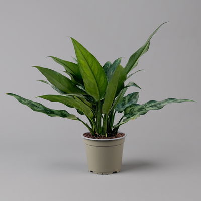 Aglaonema 'Maria', mit Übertopf Dallas weiß, Topf-Ø 12 cm Aglaonema 'Maria', mit Übertopf Dallas weiß, Topf-Ø 12 cm