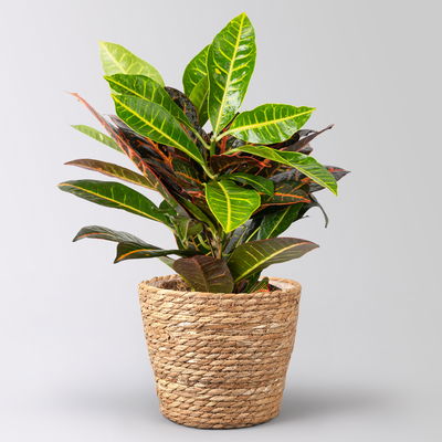 Wunderstrauch 'Petra' inkl. Korb Osaka, Topf -Ø 17 cm