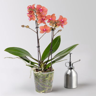 Schmetterlingsorchidee, orange, 2 Rispen, Topf-Ø 12 cm, Höhe ca. 50 cm Schmetterlingsorchidee, orange, 2 Rispen, Topf-Ø 12 cm, Höhe ca. 50 cm