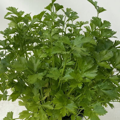 Schnittsellerie, Kölle Bio, 12cm Topf, frisch aus unserer Bio-Gärtnerei Schnittsellerie, Kölle Bio, 12cm Topf, frisch aus unserer Bio-Gärtnerei