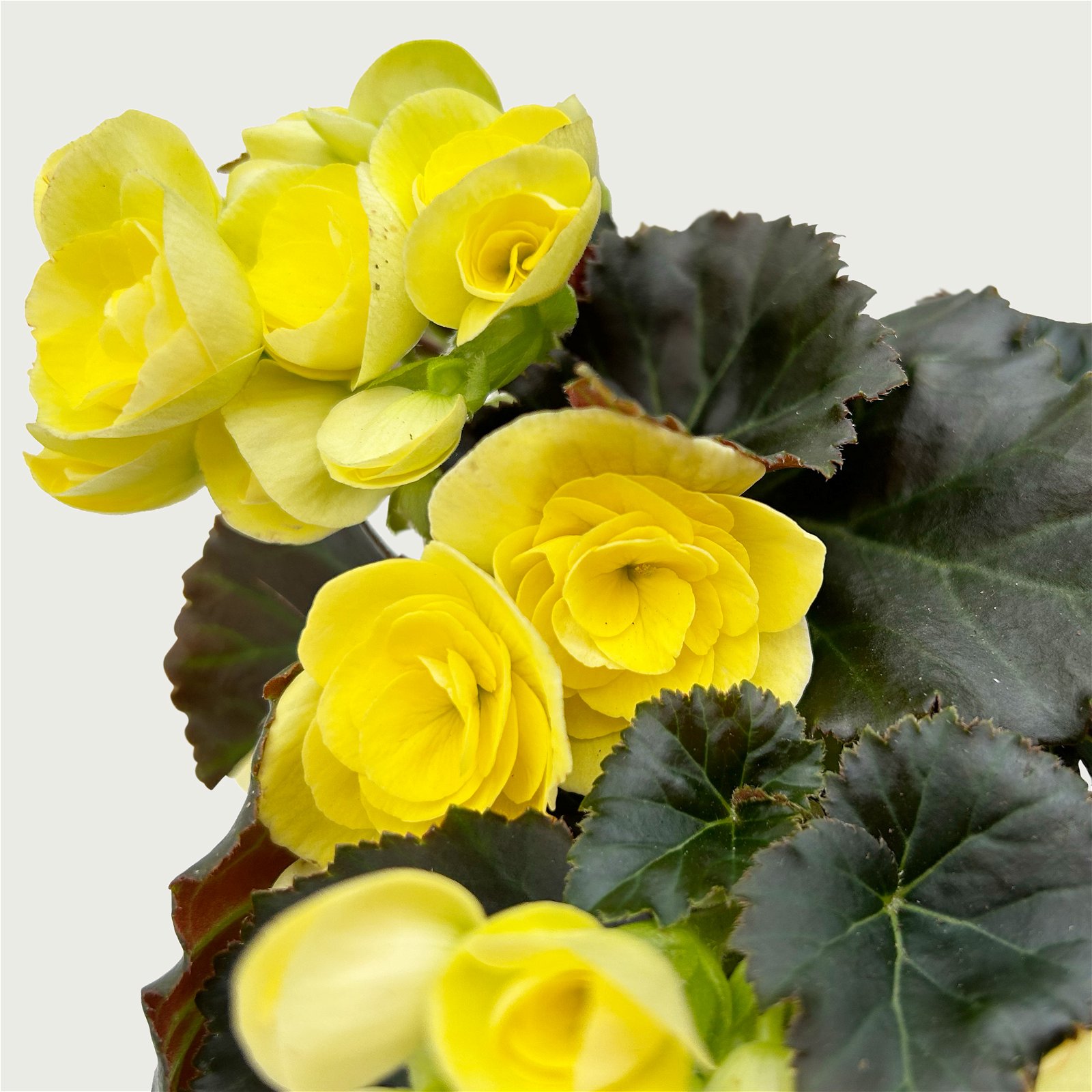 Begonie 'Sweeties Yellow®' gelb, Topf-Ø 12 cm, 3er-Set