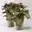 Syngonium Art Red Heart