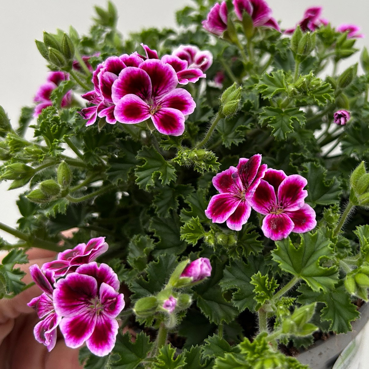 Geranie 'Angel® Nina®', rosa-bordeaux, Topf-Ø 12cm, 6 Pflanzen