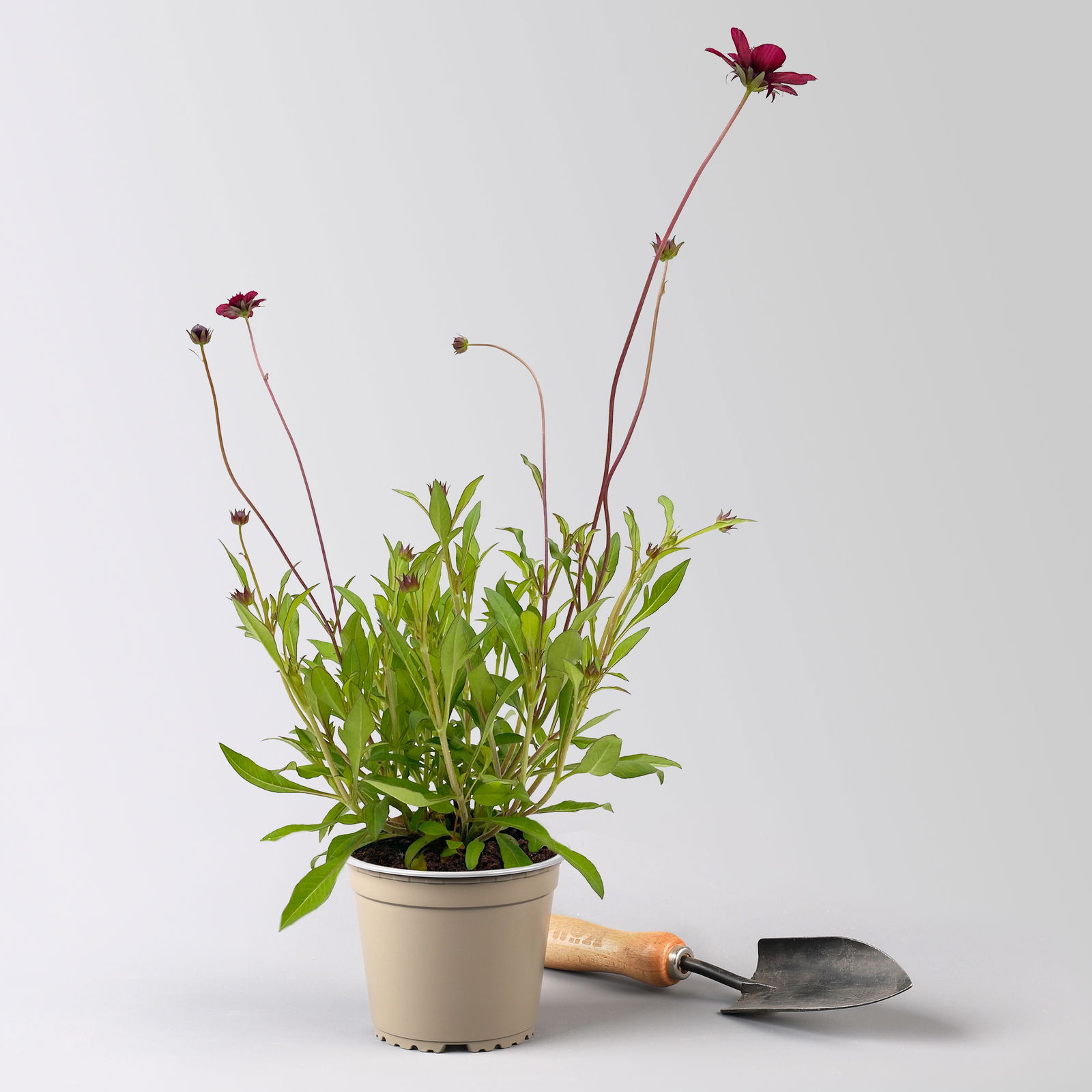 Schokoladenblume, 6er-Set, dunkelrot, Topf 13 cm Ø