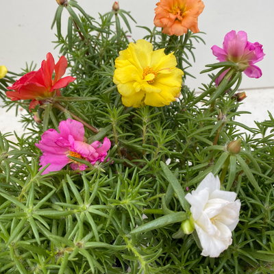 Portulakröschen, bunt, aufrecht, Topf-Ø 13 cm, 6 Pflanzen