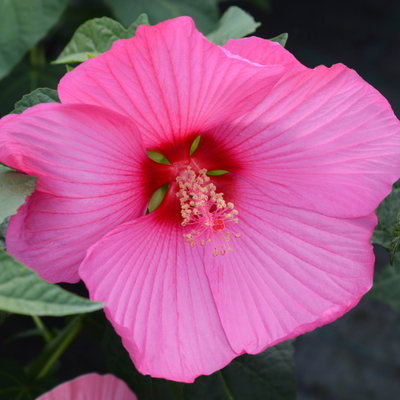 Staudenhibiskus 'Candy Crush' dunkelrosa, Topf 5 Liter Staudenhibiskus 'Candy Crush' dunkelrosa, Topf 5 Liter