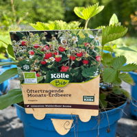 Kölle Bio Monats-Erdbeere öftertragend, 3 Liter Topf