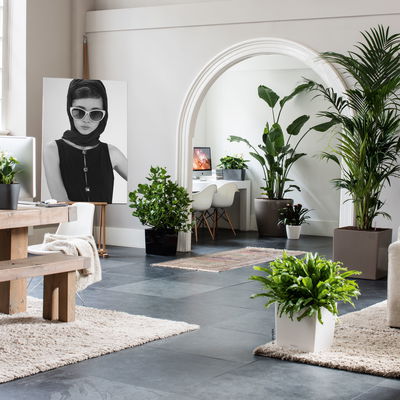 Lechuza 'Cube 40', schwarz, ca. 39 x 39 x H 40 cm Lechuza 'Cube 40', schwarz, ca. 39 x 39 x H 40 cm