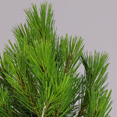 Schwarzkiefer 'Kleiner Turm', Höhe 30-40 cm, Topf 4 Liter, 2er-Set Schwarzkiefer 'Kleiner Turm', Höhe 30-40 cm, Topf 4 Liter, 2er-Set