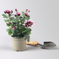 Chrysantheme 'Ciao', lila-weiß, Topf-Ø 12 cm, 6 Pflanzen Chrysantheme 'Ciao', lila-weiß, Topf-Ø 12 cm, 6 Pflanzen