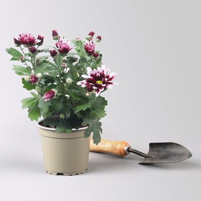 Chrysantheme 'Ciao', lila-weiß, Topf-Ø 12 cm, 6 Pflanzen Chrysantheme 'Ciao', lila-weiß, Topf-Ø 12 cm, 6 Pflanzen