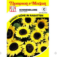 Thompson & Morgan Blumensamen Sonnenblume Lemon Queen