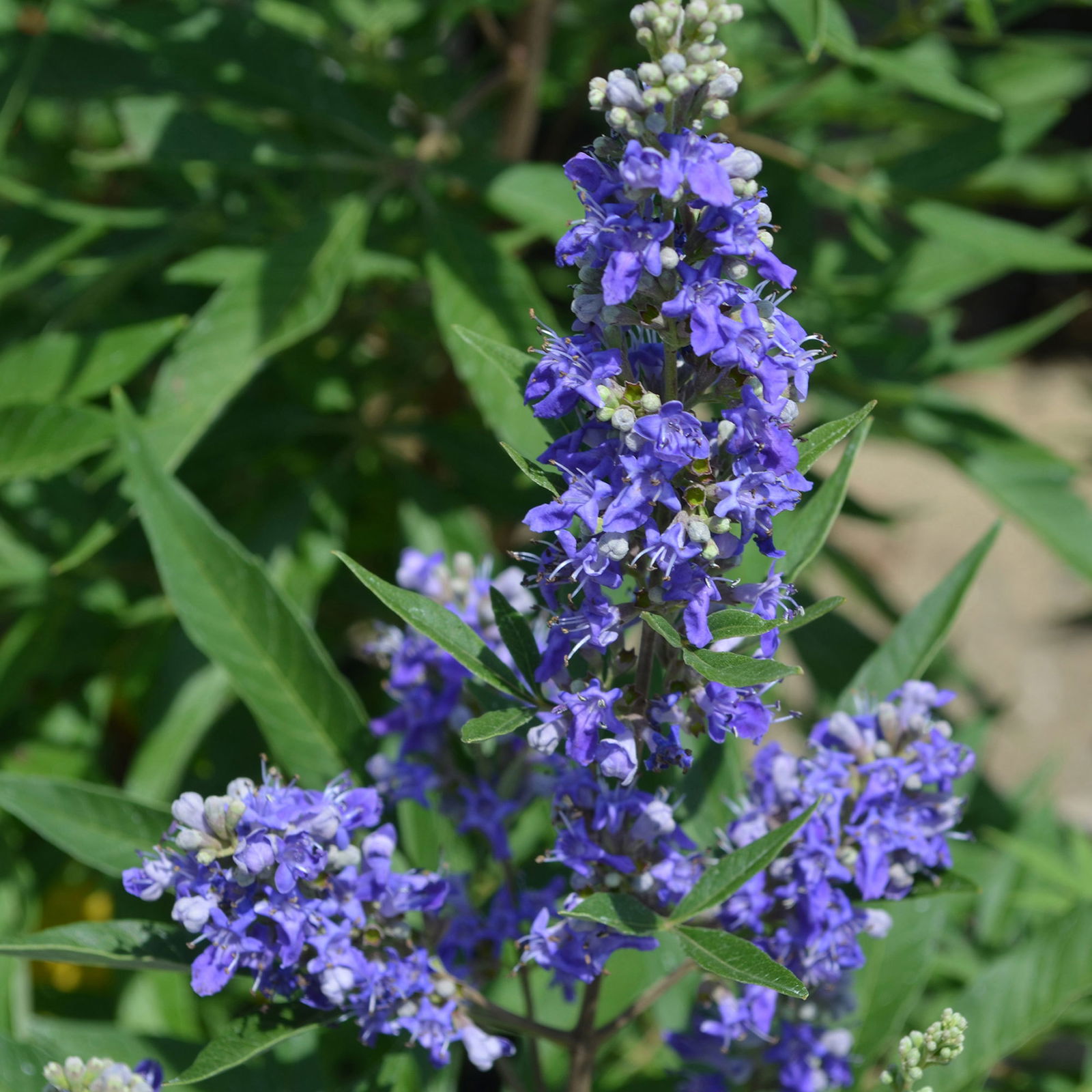 Blauer ZwergMönchspfeffer 'Blue Puffball'® online kaufen PflanzenKölle