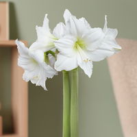 Amaryllis in Wachs XL, Dekor 'Basic White', Blüte weiß