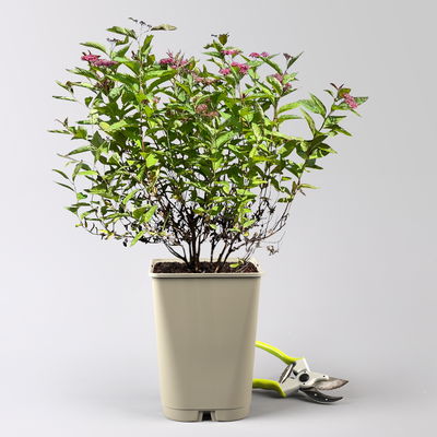 Rote Japanspiere 'Double Play® Red', Spiraea japonica, rot, im Topf 5 Liter