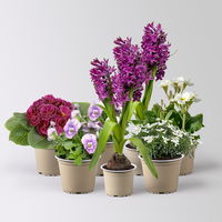 Pflanzenkreation Frühlingsblüten, 7 Pflanzen Pflanzenkreation Frühlingsblüten, 7 Pflanzen