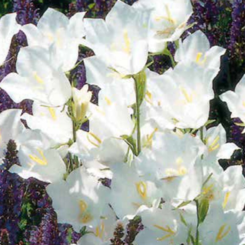 Bio Glockenblume 'Grandiflora Alba' weiß, Topf-Ø 11 cm, 3er-Set