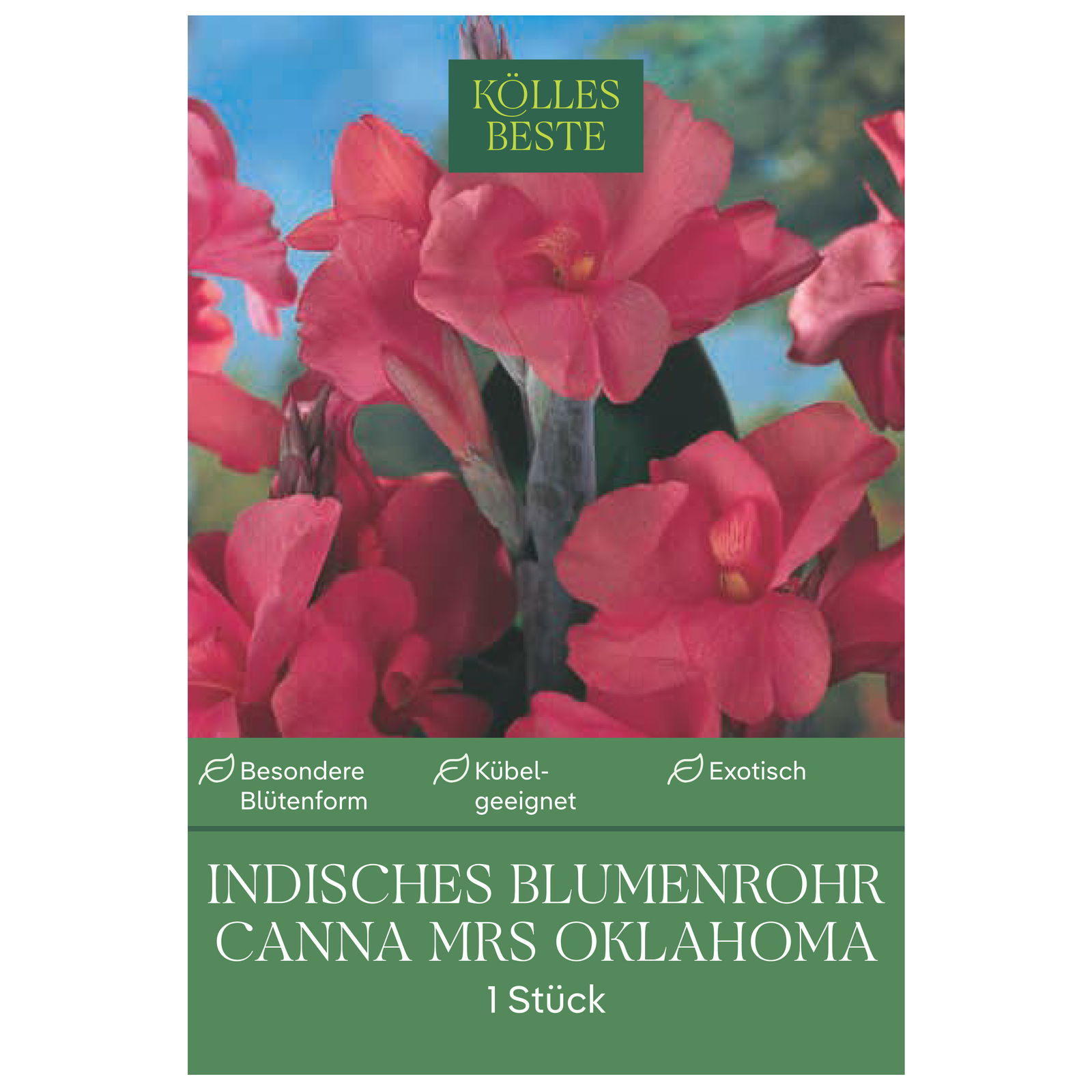 Kölles Beste Indisches Blumenrohr 'Mrs. Oklahoma', rosa, 1 Blumenzwiebel