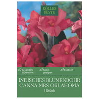 Kölles Beste Indisches Blumenrohr 'Mrs. Oklahoma', rosa, 1 Blumenzwiebel