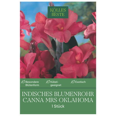 Kölles Beste Indisches Blumenrohr 'Mrs. Oklahoma', rosa, 1 Blumenzwiebel